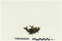 藏品(擬油苔)的圖片